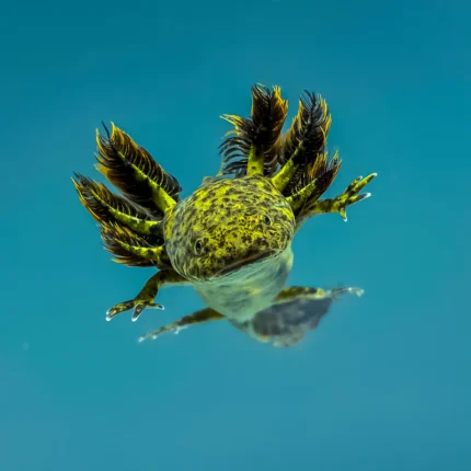 Wild Type Axolotl
